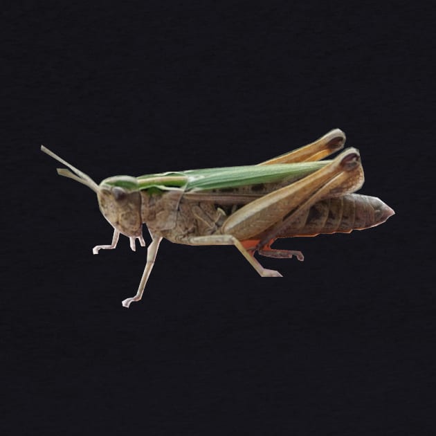 Grasshopper by Nicole Gath Photography